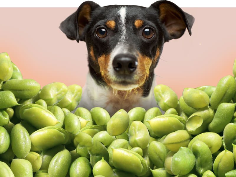 Is beans outlet bad for dogs