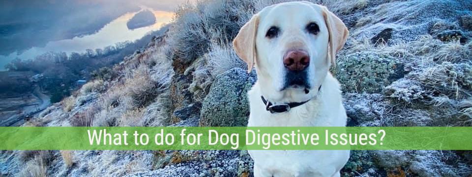 what-to-do-for-dog-digestive-issues-silver-lining-herbs