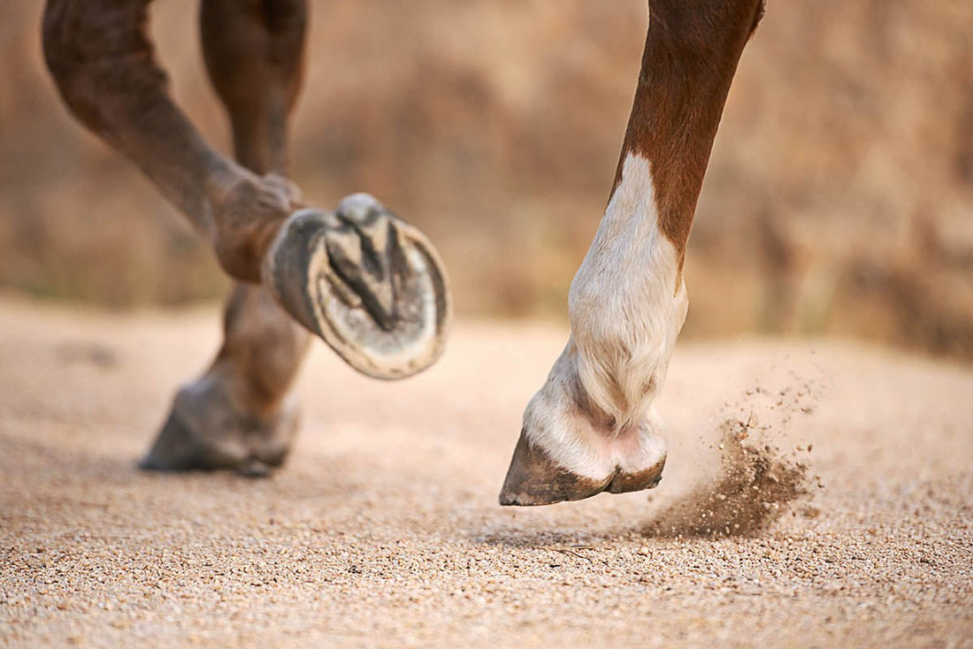 Equine Tendon Injuries: Causes, Effects, and Solutions - Silver Lining Herbs