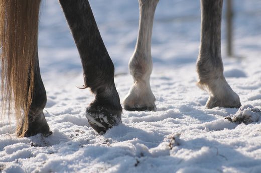 How Frozen Ground Impacts Hooves + Prevention Tips - Silver Lining Herbs