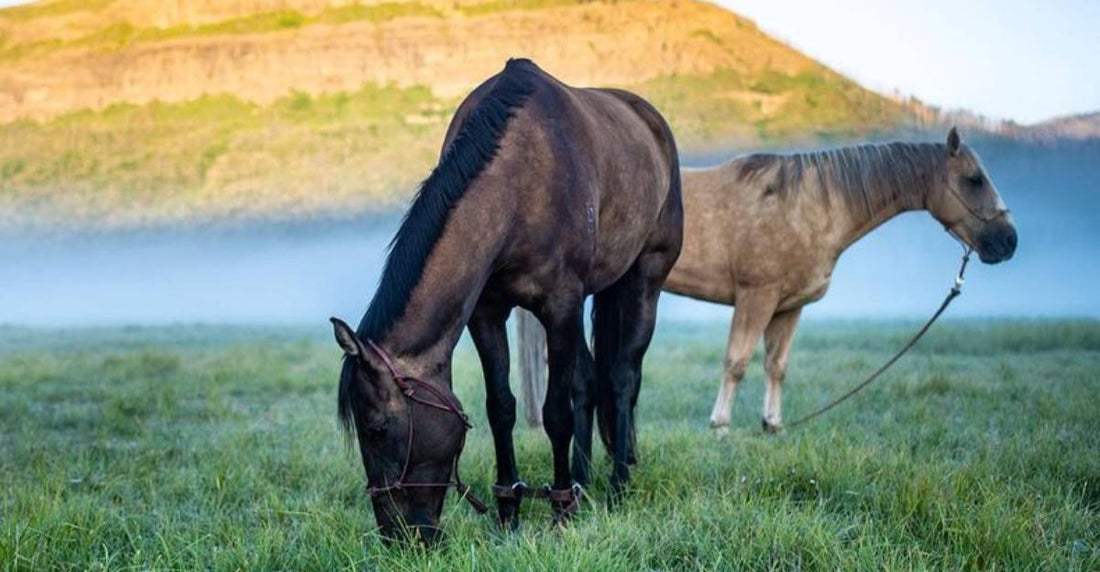 Laminitis in Horses: Causes, Prevention, and Natural Support - Silver Lining Herbs