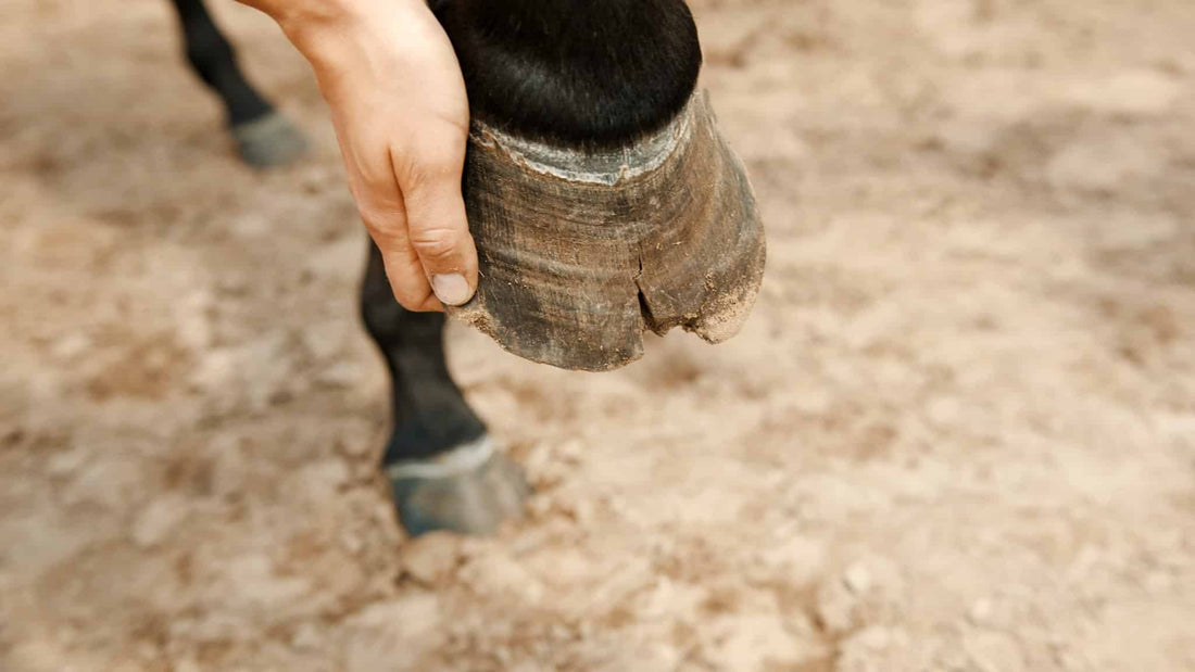 New Year, New Hoof Health: Winter Hoof Care Tips for Your Horse - Silver Lining Herbs