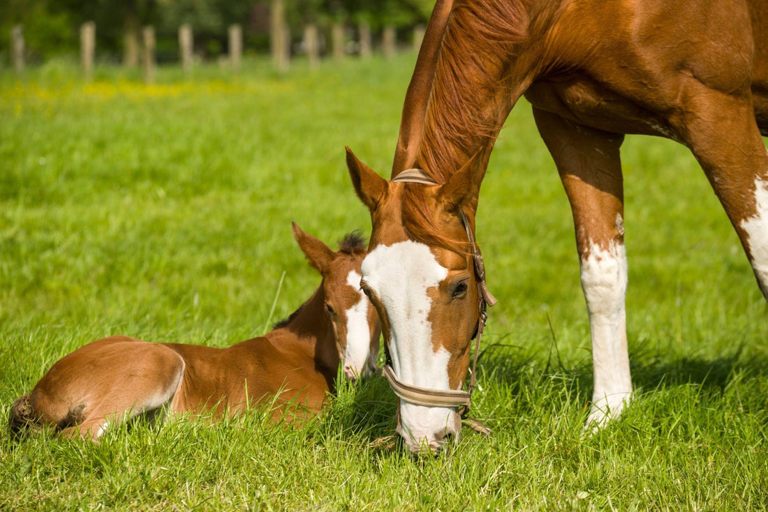 Understanding the Differences Between Mare Moods and Mare Fertility - Silver Lining Herbs