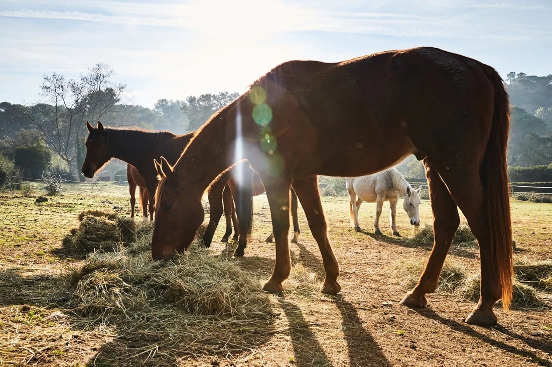 Feeding Horses: Do's & Don'ts For Healthier, Happier Horses – Silver ...