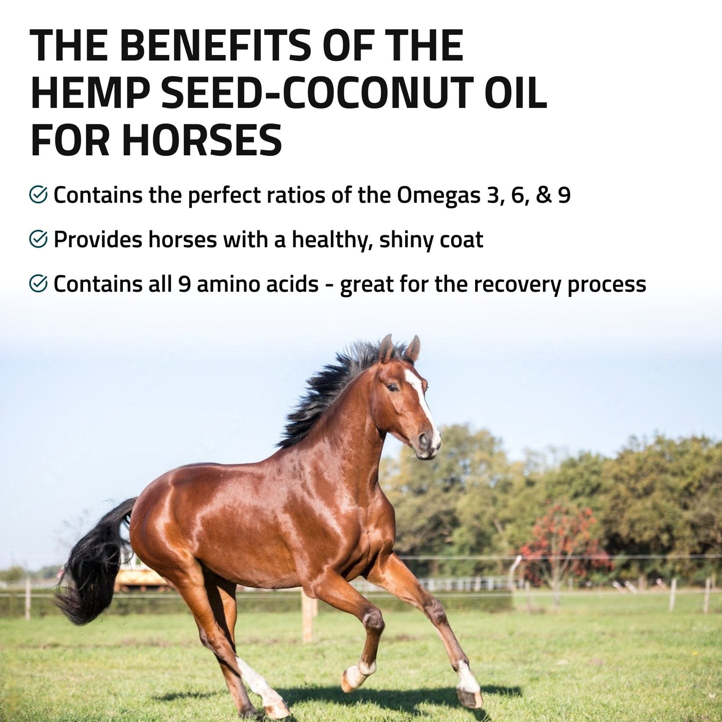 Hemp Seed - Coconut Oil for Horses - Silver Lining Herbs