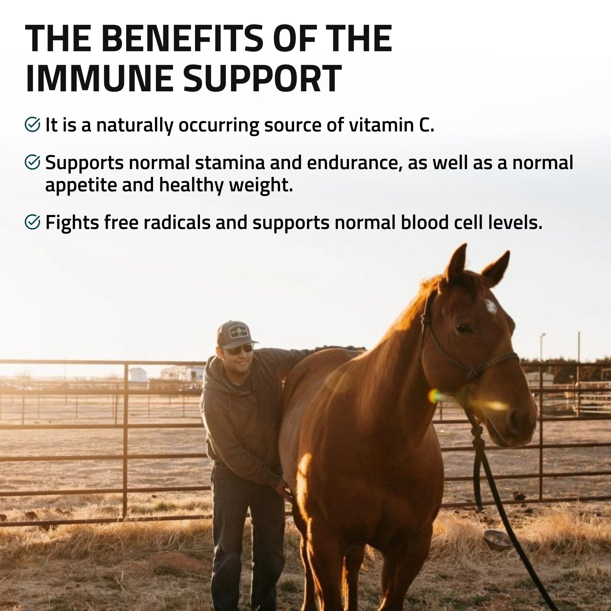 Immune Support for Horses - Silver Lining Herbs