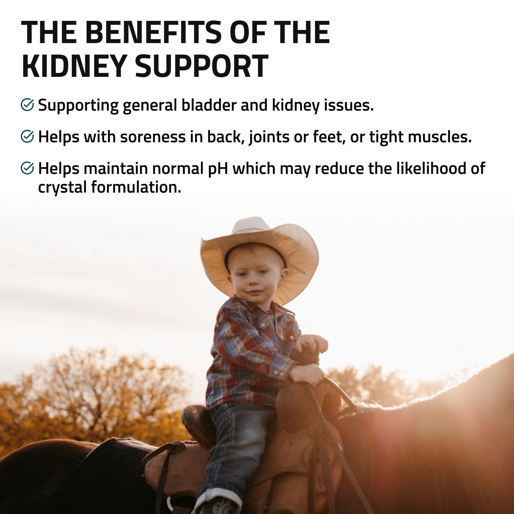 Kidney Support for Horses - Silver Lining Herbs