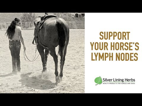 Lymphatic Support for Horses